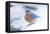 Eastern Bluebird-Gary Carter-Framed Stretched Canvas