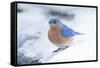 Eastern Bluebird-Gary Carter-Framed Stretched Canvas