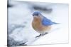 Eastern Bluebird-Gary Carter-Stretched Canvas