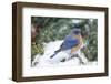 Eastern Bluebird-Gary Carter-Framed Premium Photographic Print