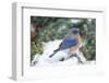 Eastern Bluebird-Gary Carter-Framed Premium Photographic Print