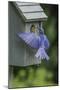 Eastern Bluebird-Gary Carter-Mounted Photographic Print