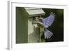 Eastern Bluebird-Gary Carter-Framed Photographic Print