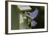 Eastern Bluebird-Gary Carter-Framed Photographic Print