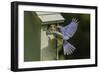 Eastern Bluebird-Gary Carter-Framed Photographic Print