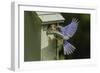 Eastern Bluebird-Gary Carter-Framed Photographic Print