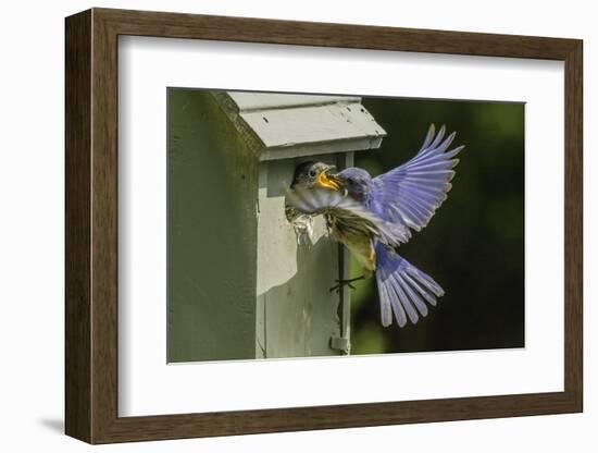 Eastern Bluebird-Gary Carter-Framed Photographic Print