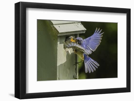 Eastern Bluebird-Gary Carter-Framed Photographic Print