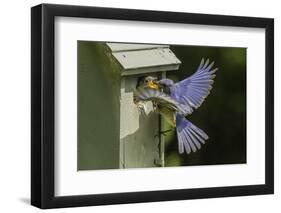 Eastern Bluebird-Gary Carter-Framed Photographic Print