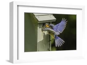 Eastern Bluebird-Gary Carter-Framed Photographic Print