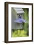 Eastern Bluebird-Gary Carter-Framed Photographic Print