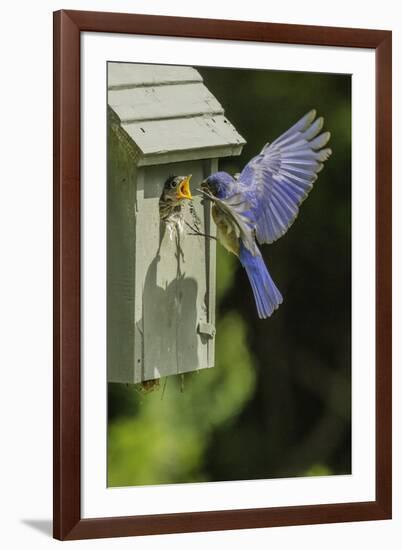 Eastern Bluebird-Gary Carter-Framed Photographic Print