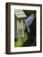 Eastern Bluebird-Gary Carter-Framed Photographic Print