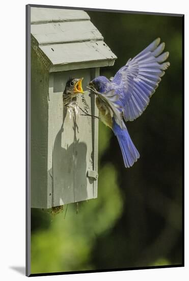 Eastern Bluebird-Gary Carter-Mounted Photographic Print