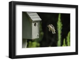 Eastern Bluebird-Gary Carter-Framed Photographic Print