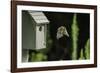 Eastern Bluebird-Gary Carter-Framed Photographic Print