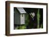 Eastern Bluebird-Gary Carter-Framed Photographic Print