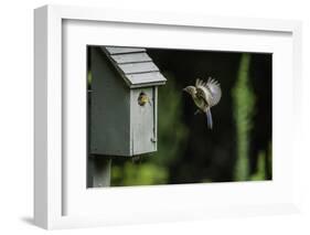 Eastern Bluebird-Gary Carter-Framed Photographic Print