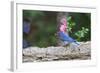 Eastern Bluebird-Gary Carter-Framed Photographic Print