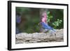 Eastern Bluebird-Gary Carter-Framed Photographic Print