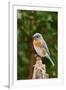 Eastern Bluebird-Gary Carter-Framed Photographic Print