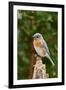 Eastern Bluebird-Gary Carter-Framed Photographic Print