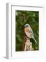 Eastern Bluebird-Gary Carter-Framed Photographic Print