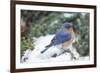 Eastern Bluebird-Gary Carter-Framed Photographic Print