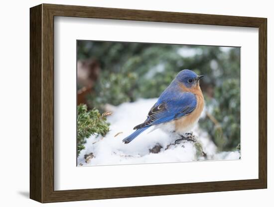 Eastern Bluebird-Gary Carter-Framed Photographic Print