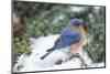 Eastern Bluebird-Gary Carter-Mounted Photographic Print