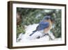 Eastern Bluebird-Gary Carter-Framed Photographic Print