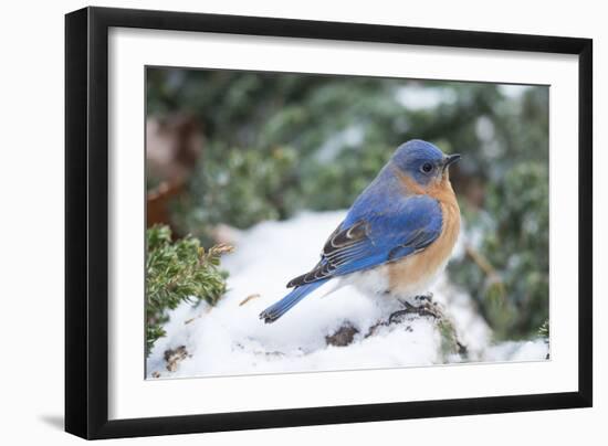 Eastern Bluebird-Gary Carter-Framed Photographic Print