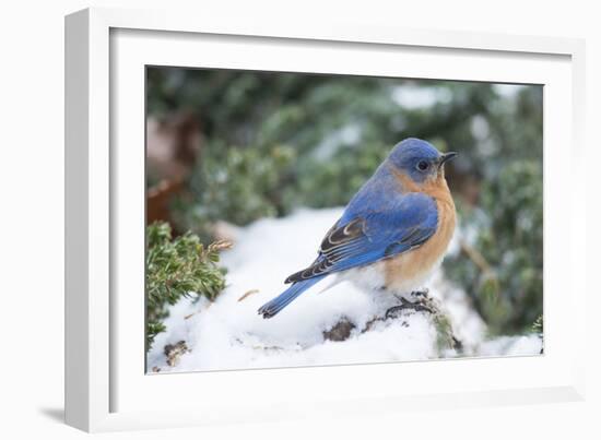 Eastern Bluebird-Gary Carter-Framed Photographic Print