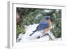 Eastern Bluebird-Gary Carter-Framed Photographic Print