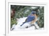 Eastern Bluebird-Gary Carter-Framed Photographic Print