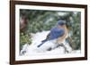 Eastern Bluebird-Gary Carter-Framed Photographic Print