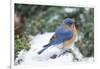 Eastern Bluebird-Gary Carter-Framed Photographic Print