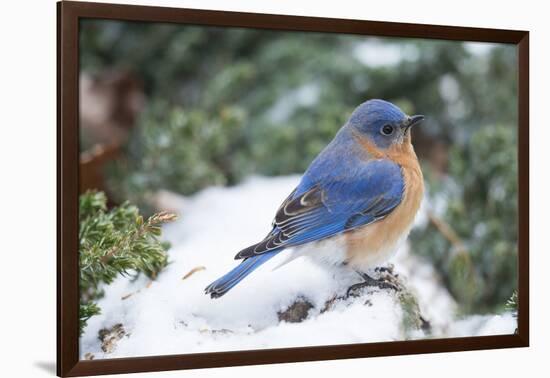 Eastern Bluebird-Gary Carter-Framed Photographic Print