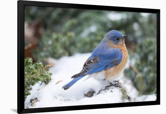 Eastern Bluebird-Gary Carter-Framed Photographic Print