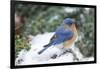 Eastern Bluebird-Gary Carter-Framed Photographic Print