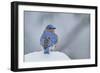 Eastern Bluebird-Gary Carter-Framed Photographic Print