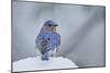 Eastern Bluebird-Gary Carter-Mounted Photographic Print