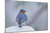 Eastern Bluebird-Gary Carter-Mounted Photographic Print