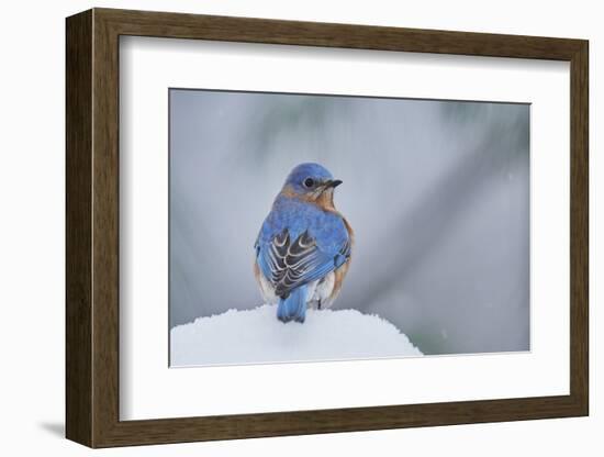 Eastern Bluebird-Gary Carter-Framed Photographic Print