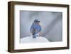 Eastern Bluebird-Gary Carter-Framed Photographic Print