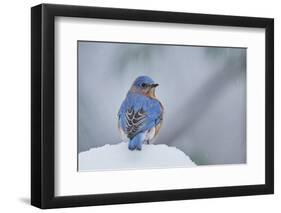 Eastern Bluebird-Gary Carter-Framed Photographic Print