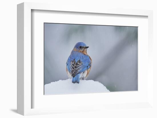 Eastern Bluebird-Gary Carter-Framed Photographic Print