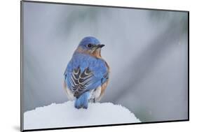 Eastern Bluebird-Gary Carter-Mounted Photographic Print