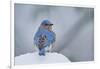 Eastern Bluebird-Gary Carter-Framed Photographic Print