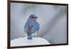 Eastern Bluebird-Gary Carter-Framed Photographic Print